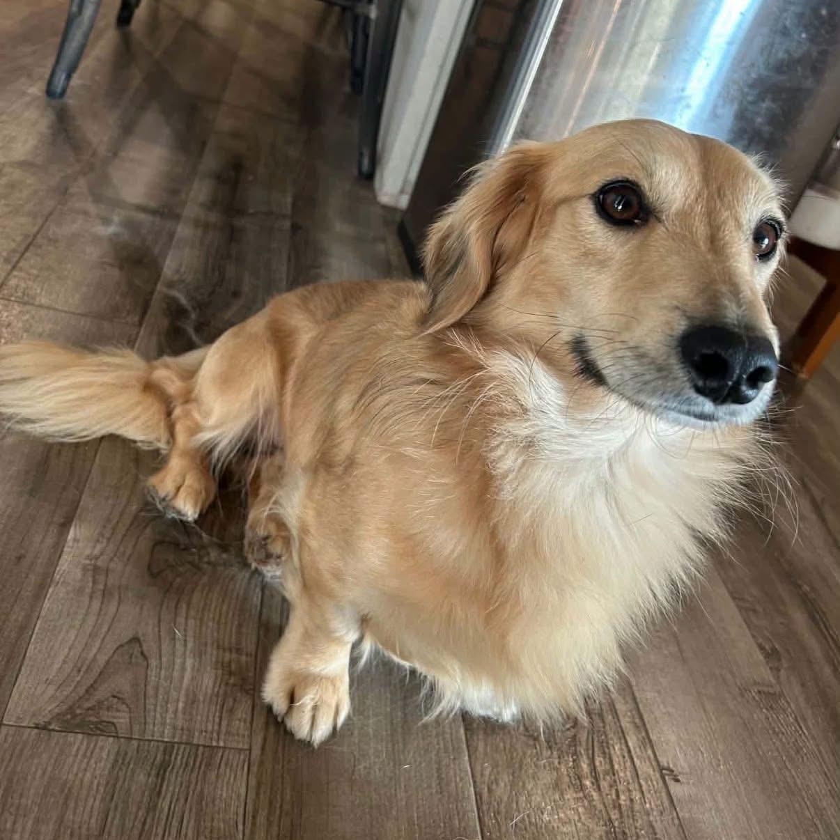 Kobe, Adoptable, Young Male Dachshund (Miniature Long Haired).