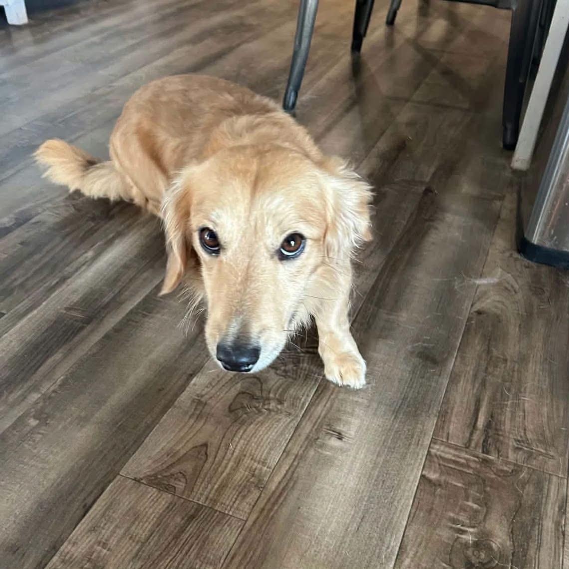 Enlarge Kobe, a Adoptable Dachshund (Miniature Long Haired) in Glenolden, PA image 4/5