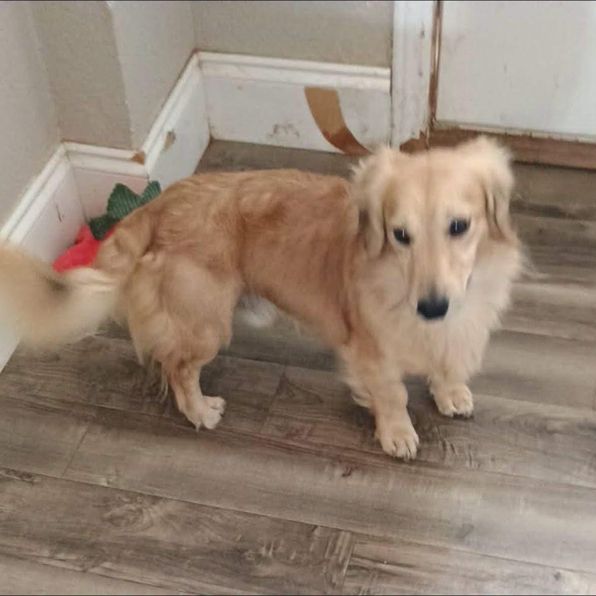 Enlarge Kobe, a Adoptable Dachshund (Miniature Long Haired) in Glenolden, PA image 5/5
