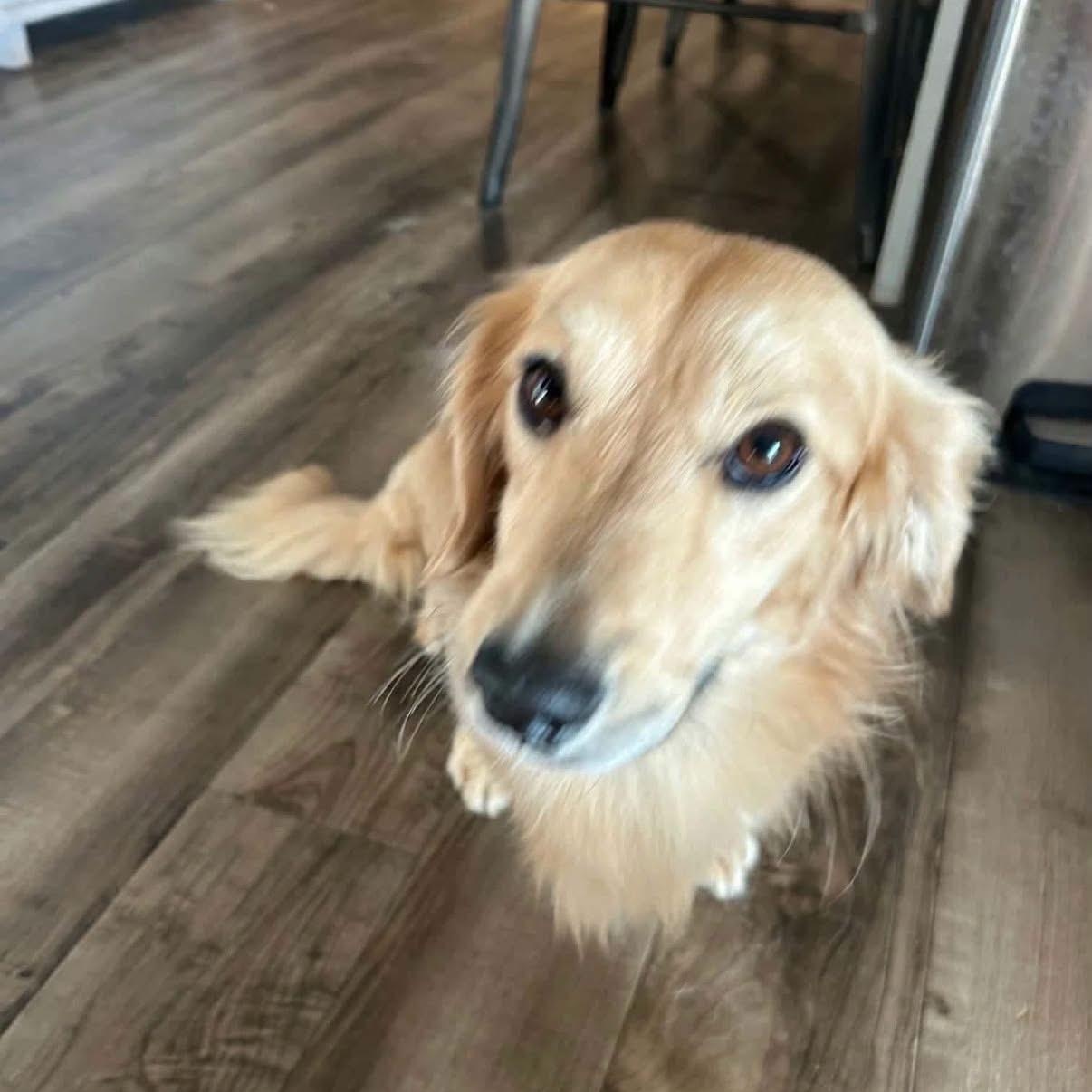 Enlarge Kobe, a Adoptable Dachshund (Miniature Long Haired) in Glenolden, PA image 3/5