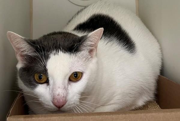 Enlarge Snow White, a Adoptable mixed breed in Staten Island, NY image 1/1
