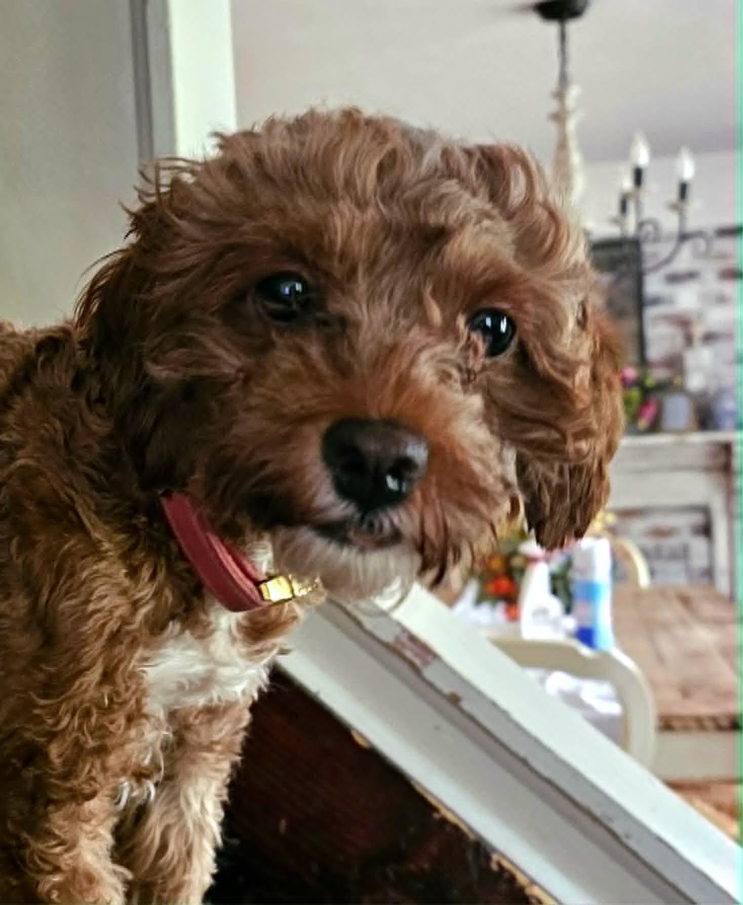 Bailey, an adopted Cockapoo in Gettysburg, PA image 3/4