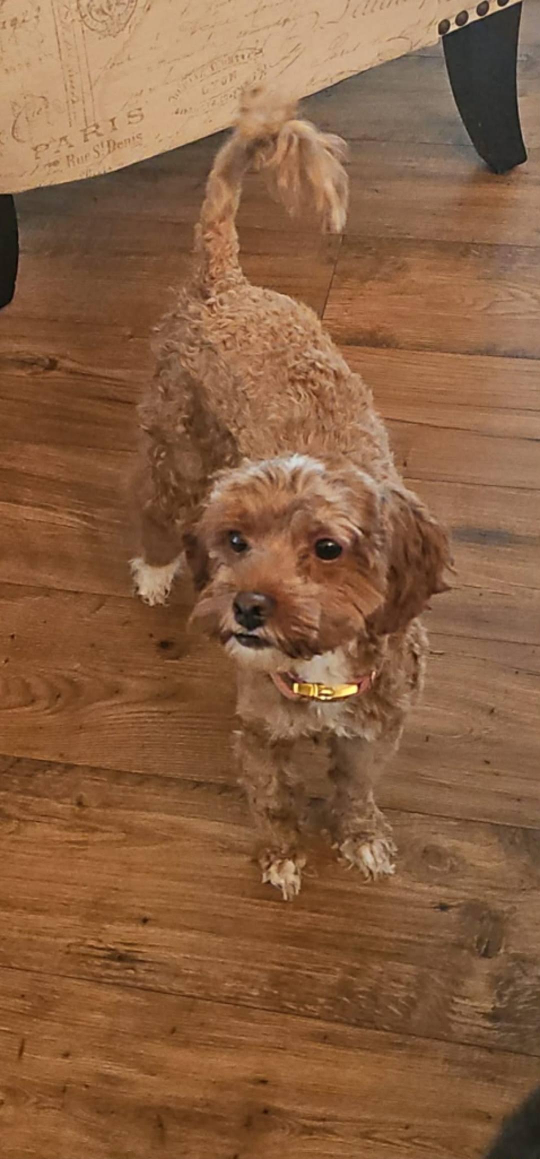 Bailey, adopted, Young Female Cockapoo.