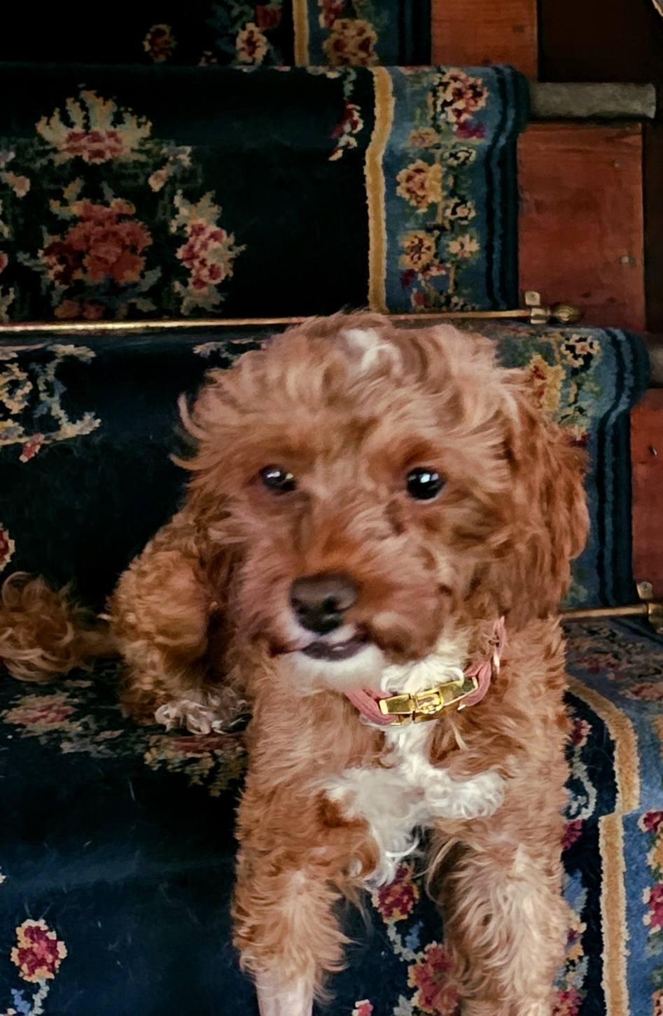 Bailey, an adopted Cockapoo in Gettysburg, PA image 4/4