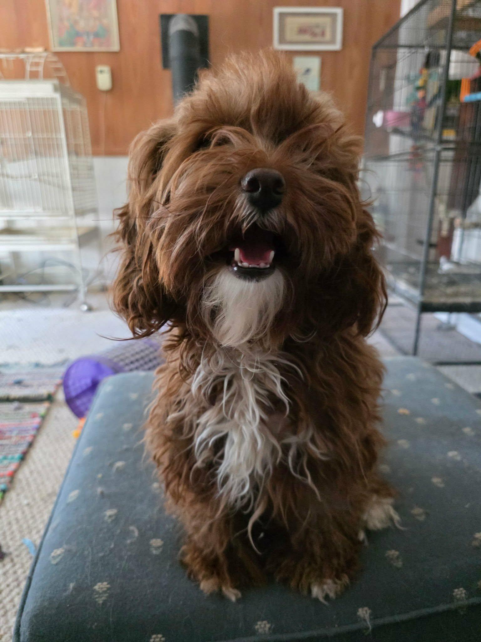 Bailey, an adopted Cockapoo in Gettysburg, PA image 2/4