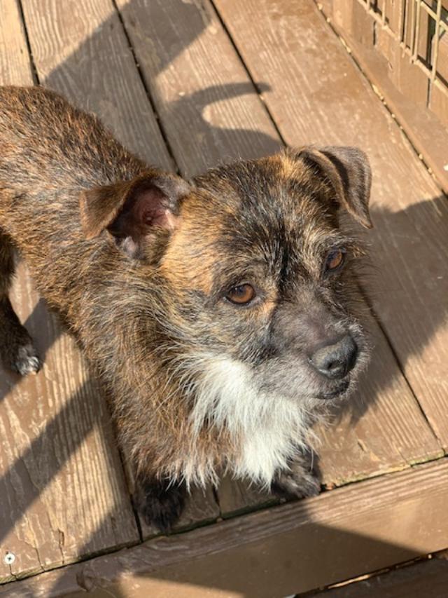 REMI, ADOPTABLE, Adult Male Chihuahua.