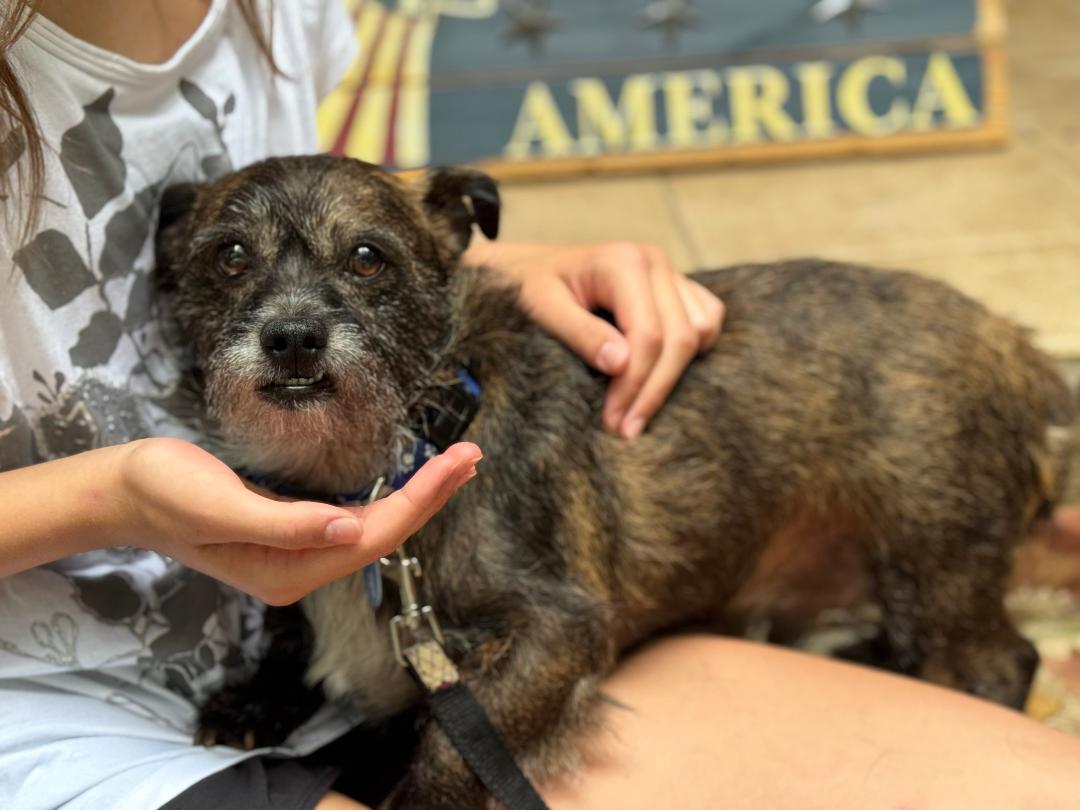 REMI, a ADOPTABLE mixed breed in Cary, NC image 2/2