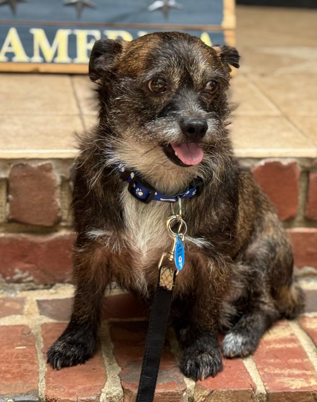 REMI, a ADOPTABLE mixed breed in Cary, NC image 1/2