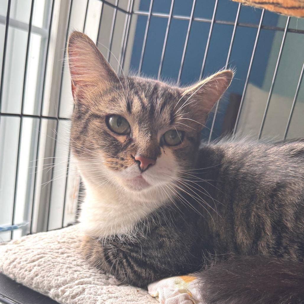 Enlarge Pretty, a Adoptable Domestic Short Hair in Marion, VA image 1/1