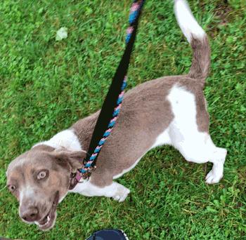 Bunny, Adoptable, Adult Female Beagle.
