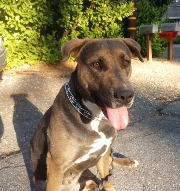 Chessie, a Adoptable mixed breed in Sacramento, CA image 4/6