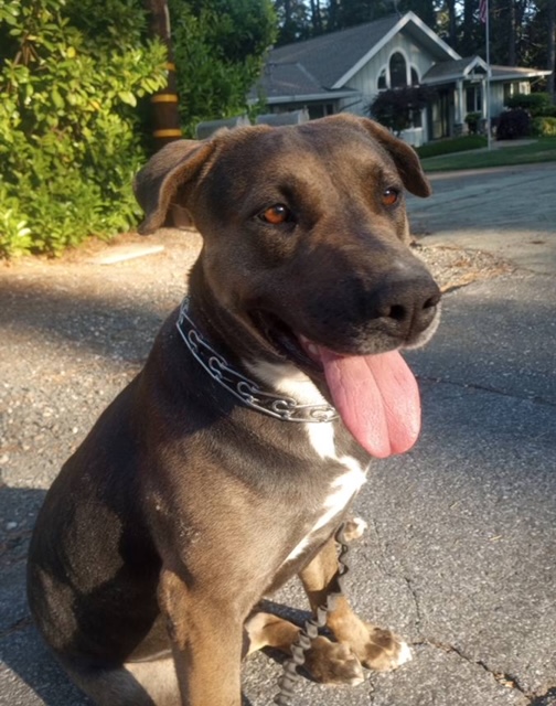 Chessie, a Adoptable mixed breed in Sacramento, CA image 6/6