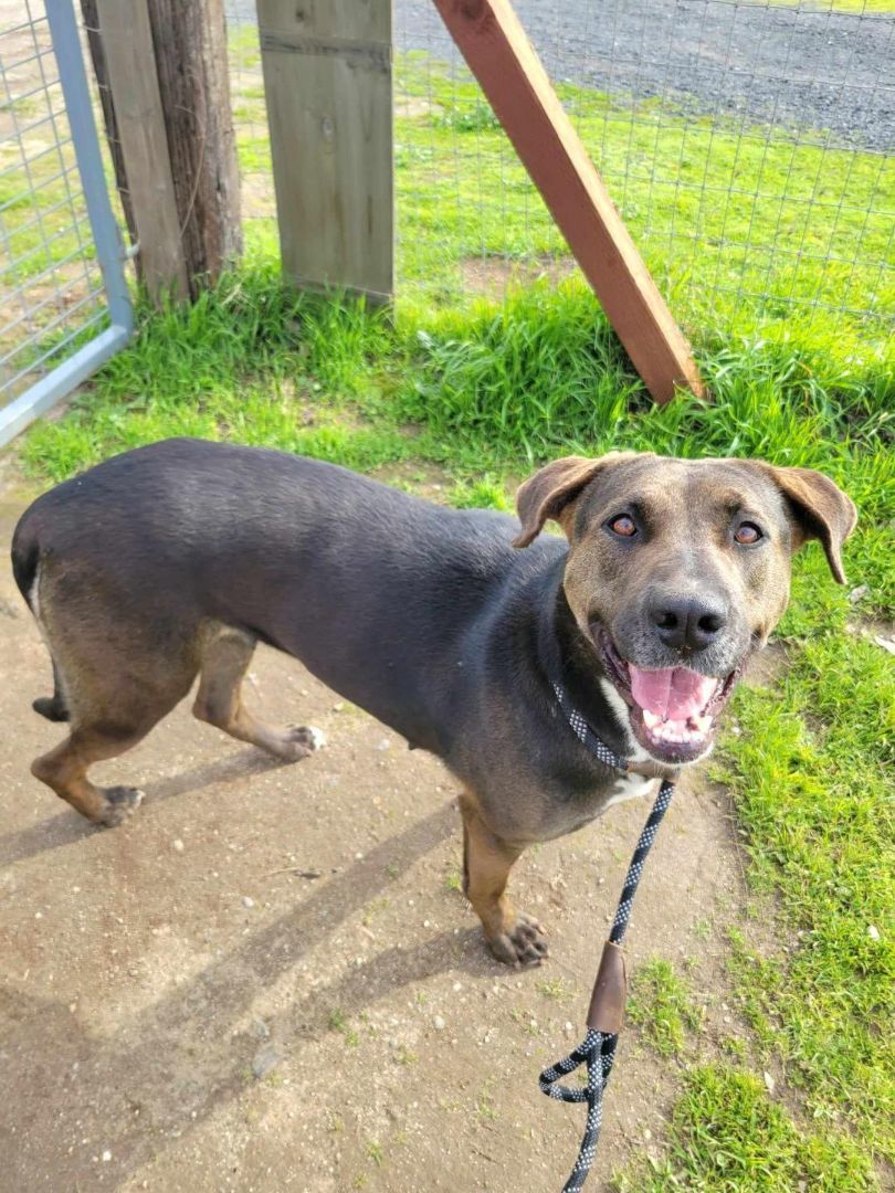 Chessie, a Adoptable mixed breed in Sacramento, CA image 5/6