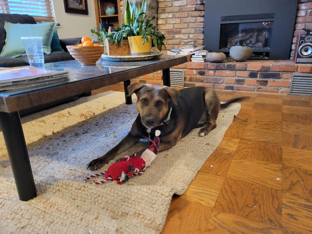 Chessie, Adoptable, Young Female Labrador Retriever & Retriever.