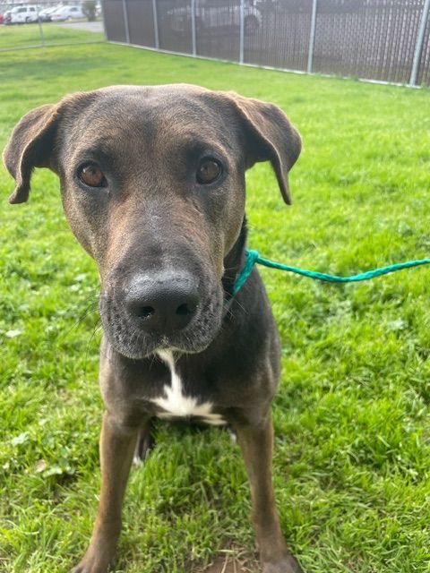 Chessie, a Adoptable mixed breed in Sacramento, CA image 3/6