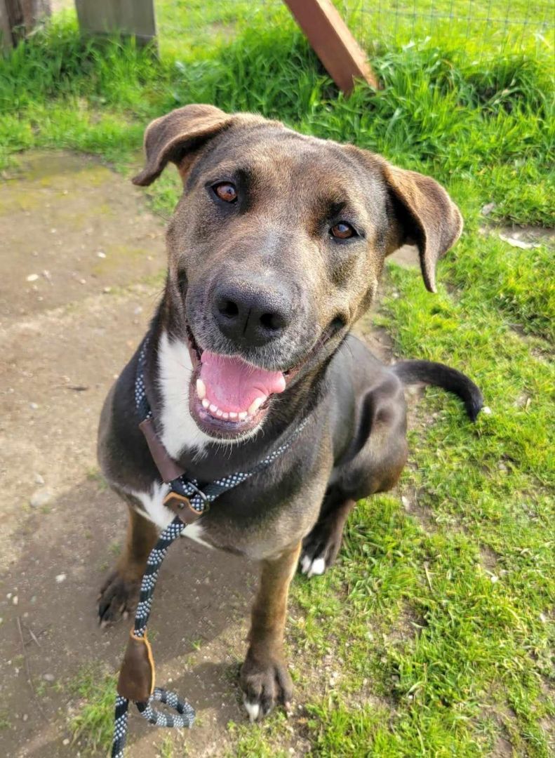 Chessie, a Adoptable mixed breed in Sacramento, CA image 2/6