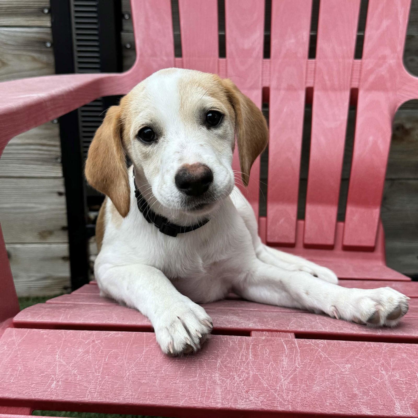 Celeste, Adoptable, Puppy Female Spaniel & Beagle.