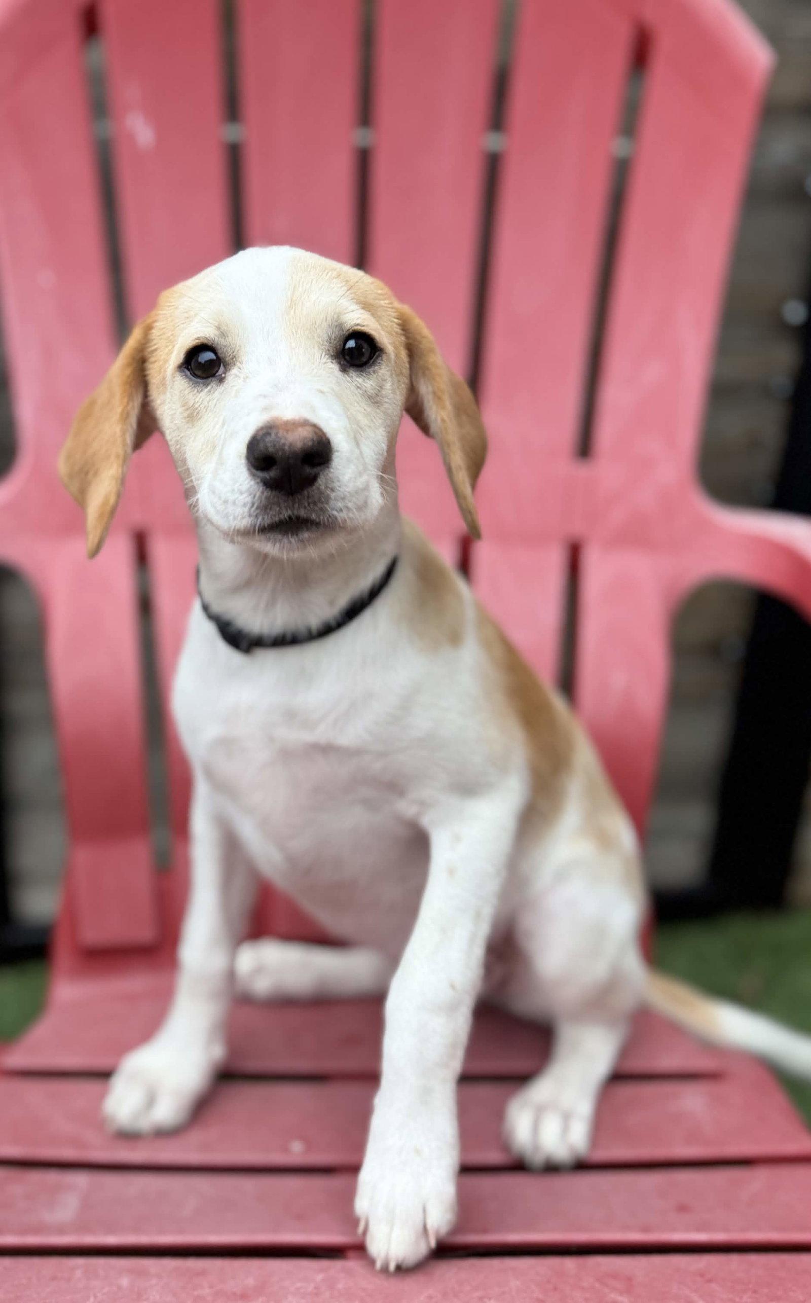 Enlarge Celeste, a Adoptable mixed breed in Fort Worth, TX image 2/3