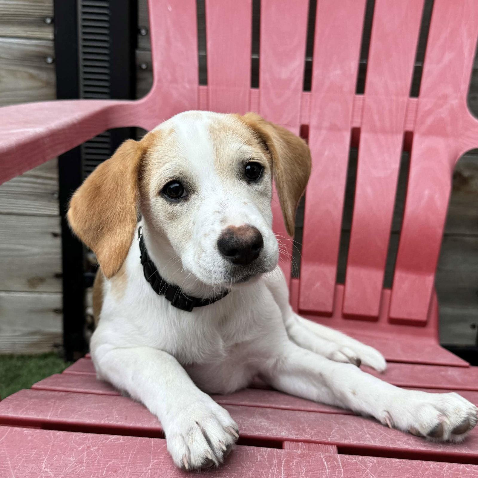 Enlarge Celeste, a Adoptable mixed breed in Fort Worth, TX image 3/3