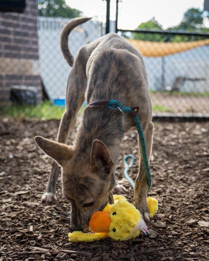 Ainsley - IN FOSTER, Adoptable, Young Female Mixed Breed & Mixed Breed.