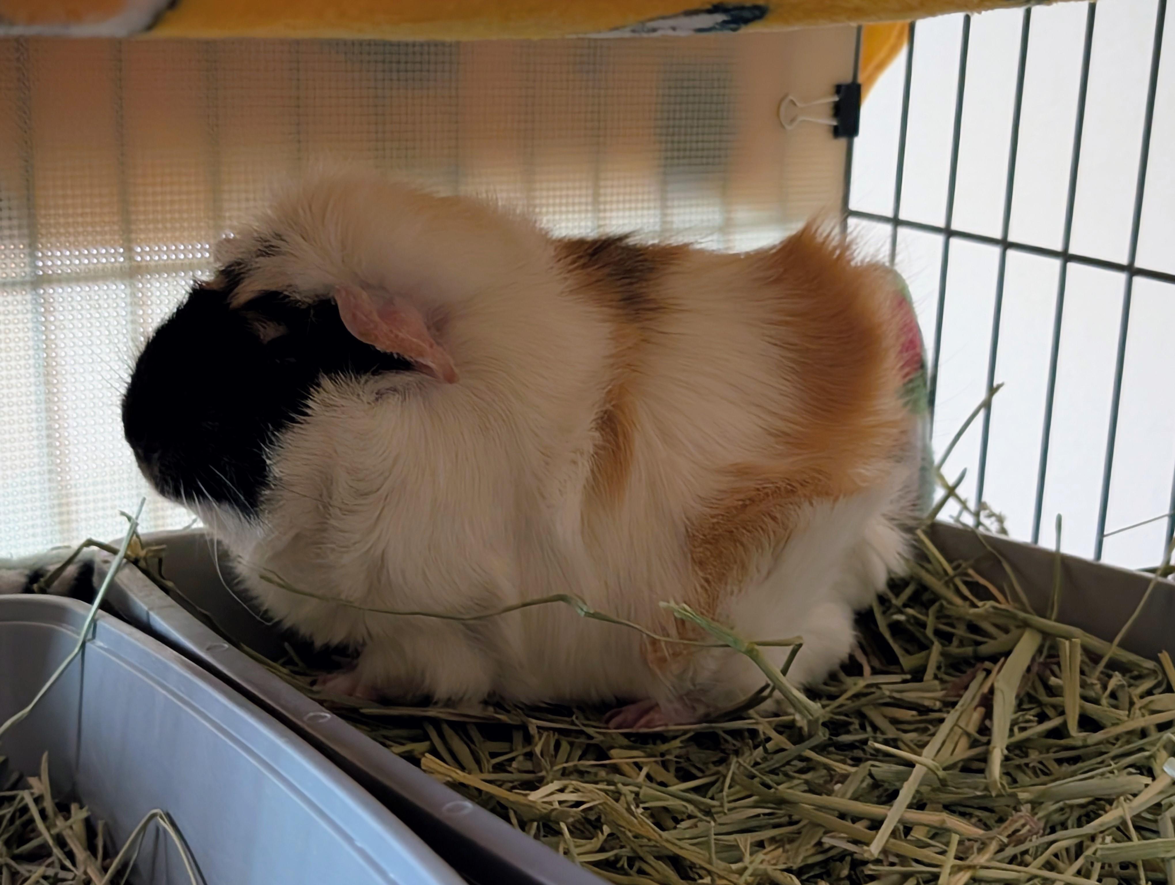Squeegee, ADOPTABLE, Adult Male Guinea Pig.
