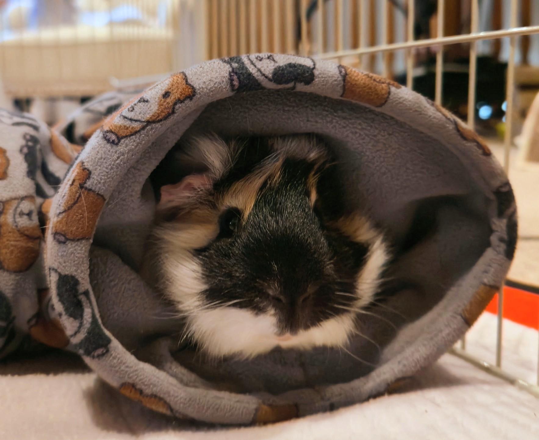Squeegee, a ADOPTABLE Guinea Pig in Saint Paul, MN image 2/3