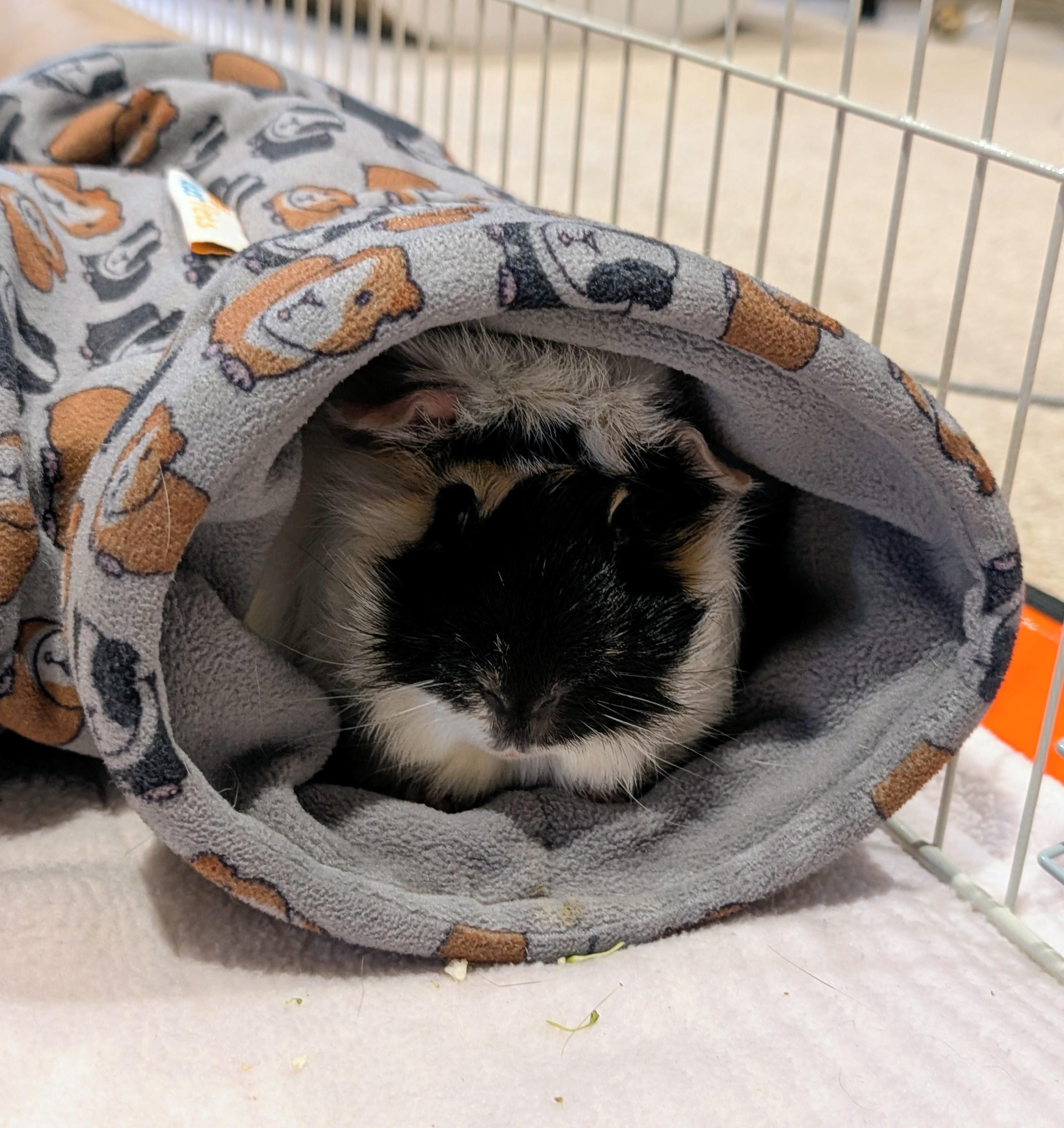 Squeegee, a ADOPTABLE Guinea Pig in Saint Paul, MN image 3/3