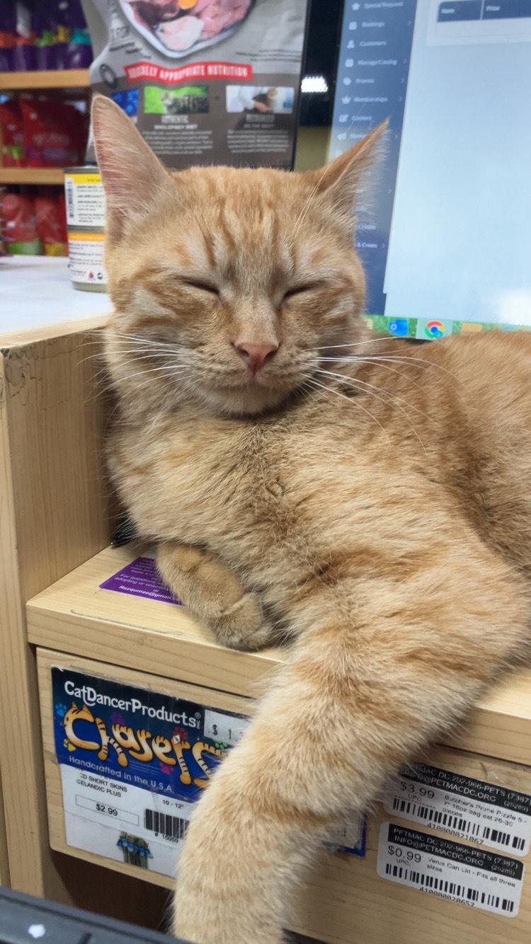 Wisso, a Adoptable Domestic Short Hair in Fairfax, VA image 4/6