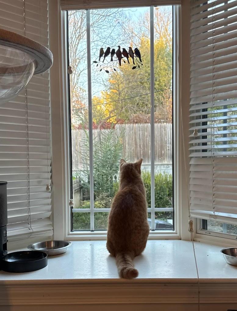 Wisso, a Adoptable Domestic Short Hair in Fairfax, VA image 6/6