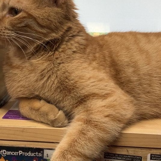 Wisso, a Adoptable Domestic Short Hair in Fairfax, VA image 2/6