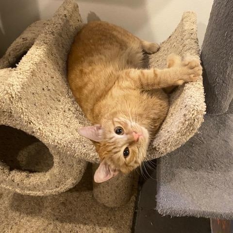 Wisso, a Adoptable Domestic Short Hair in Fairfax, VA image 5/6