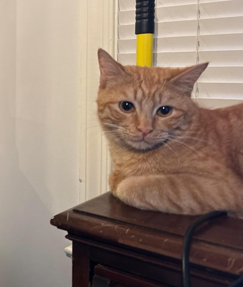 Wisso, Adoptable, Young Male Domestic Short Hair.