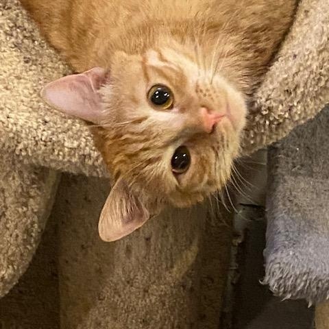 Wisso, a Adoptable Domestic Short Hair in Fairfax, VA image 3/6