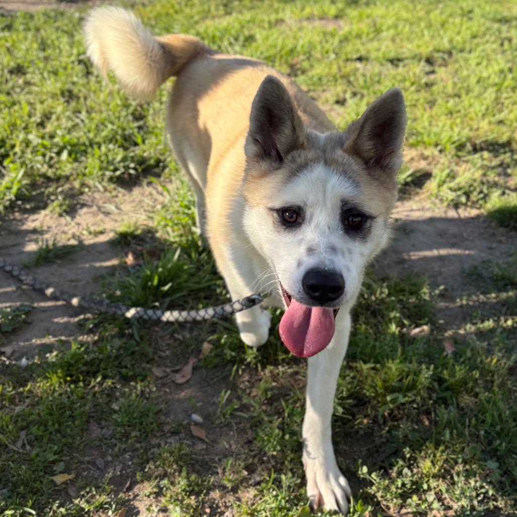 Foxy, Adoptable, Young Female Akita & Mixed Breed.