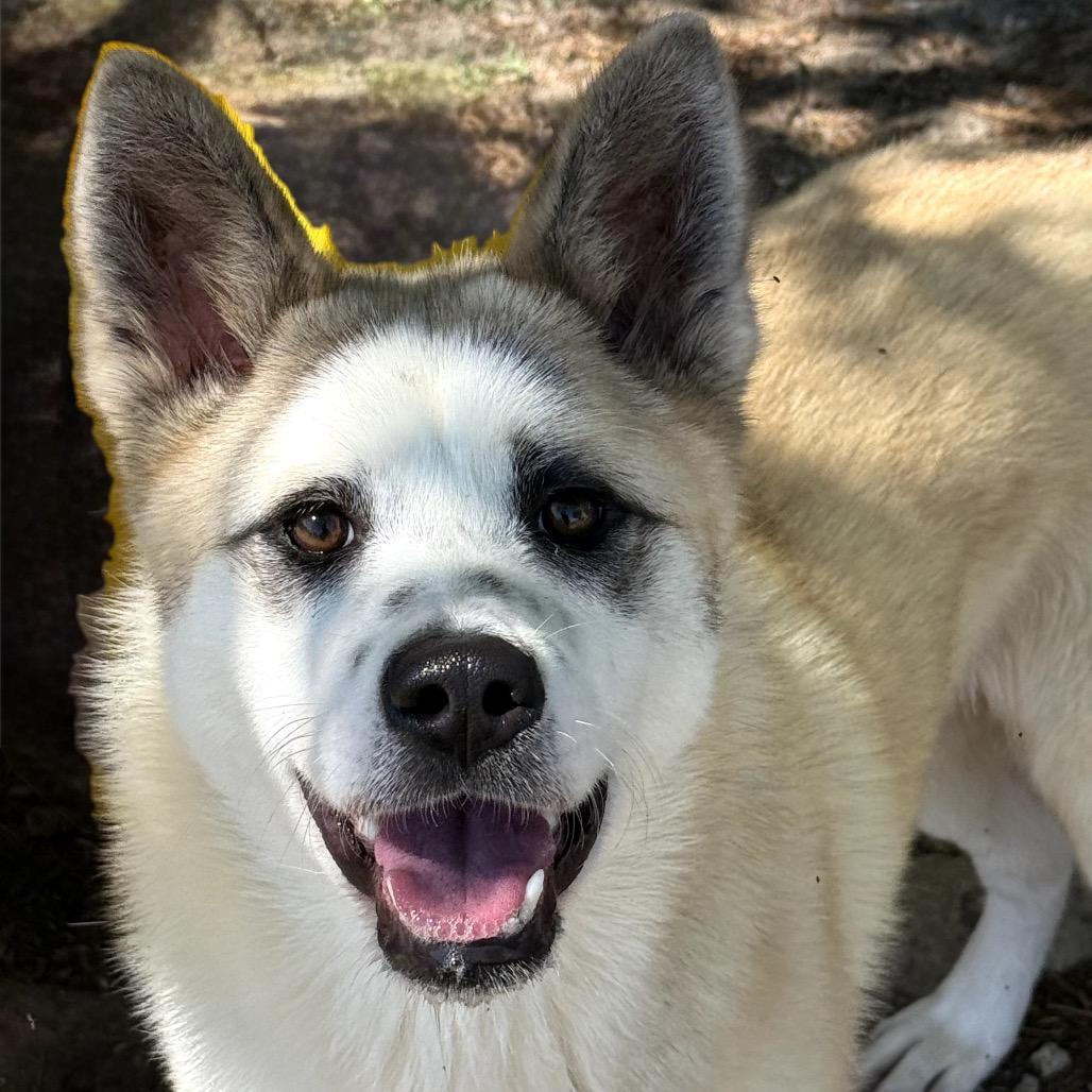 Enlarge Foxy, a Adoptable mixed breed in San Jacinto, CA image 2/6