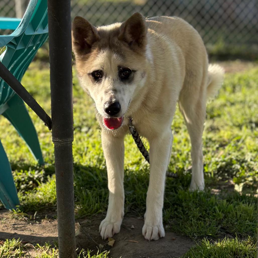 Enlarge Foxy, a Adoptable mixed breed in San Jacinto, CA image 3/6