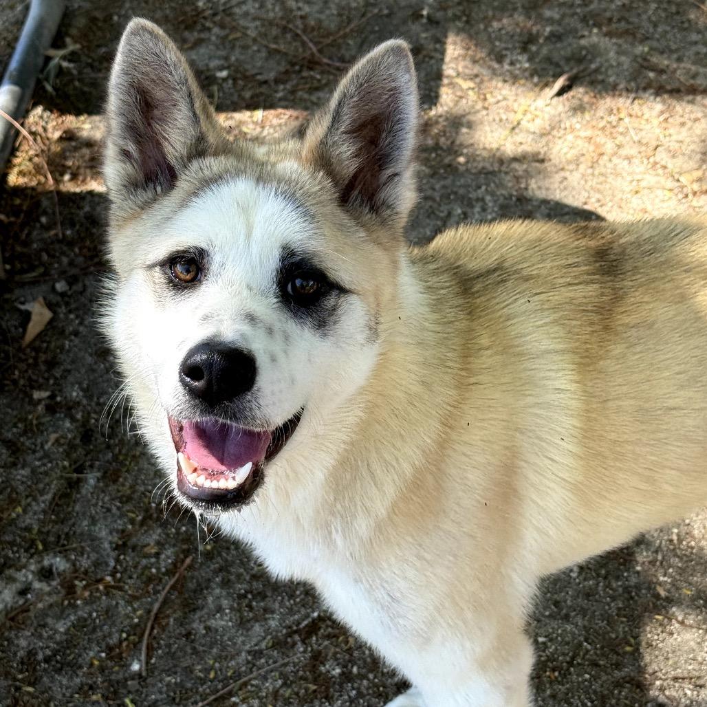 Foxy, a Adoptable mixed breed in San Jacinto, CA image 4/6