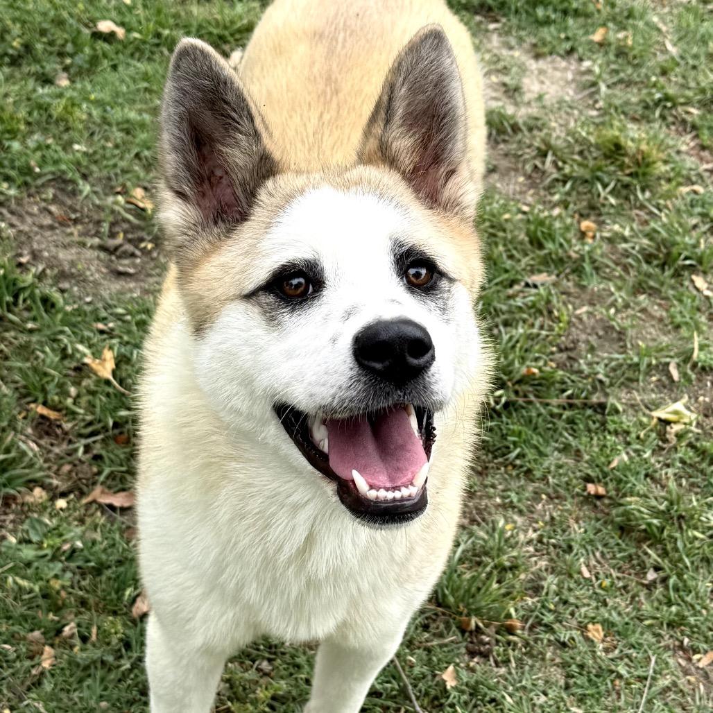 Enlarge Foxy, a Adoptable mixed breed in San Jacinto, CA image 4/6