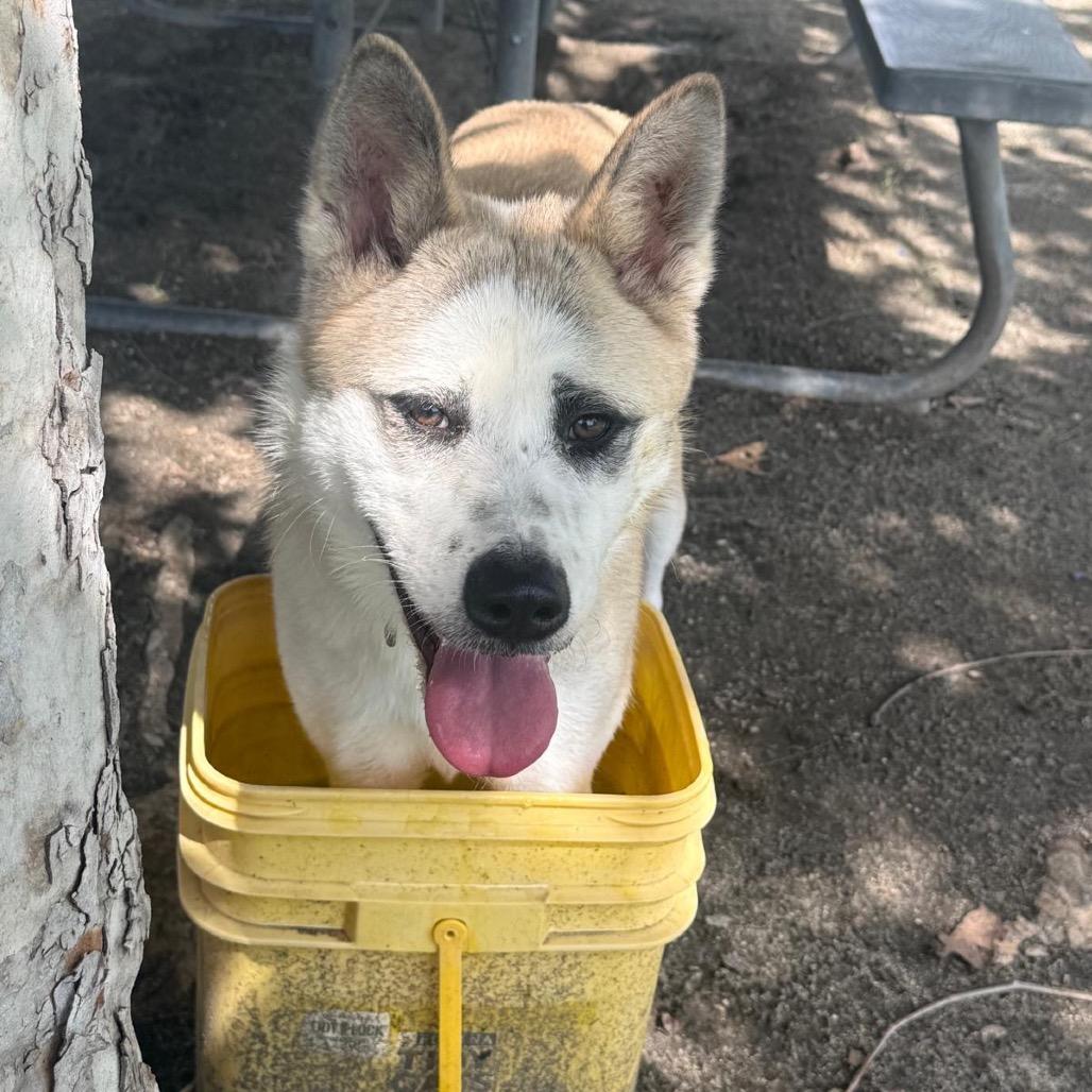 Enlarge Foxy, a Adoptable mixed breed in San Jacinto, CA image 4/6