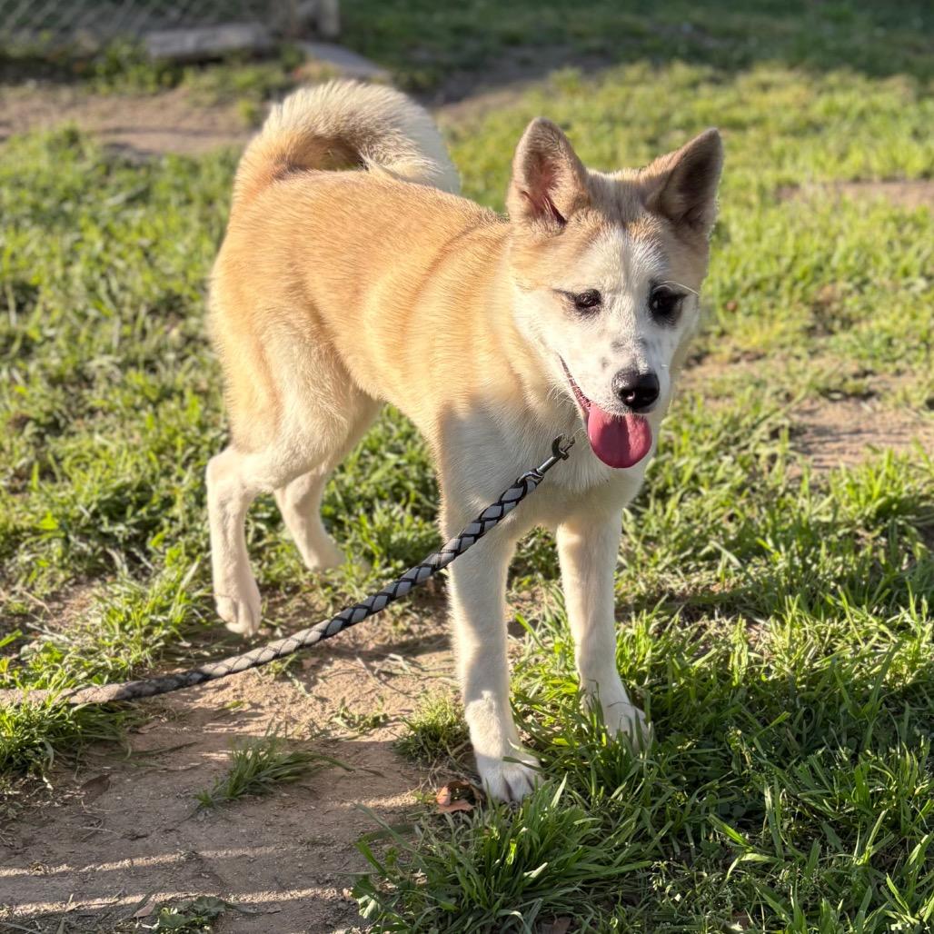 Enlarge Foxy, a Adoptable mixed breed in San Jacinto, CA image 5/6