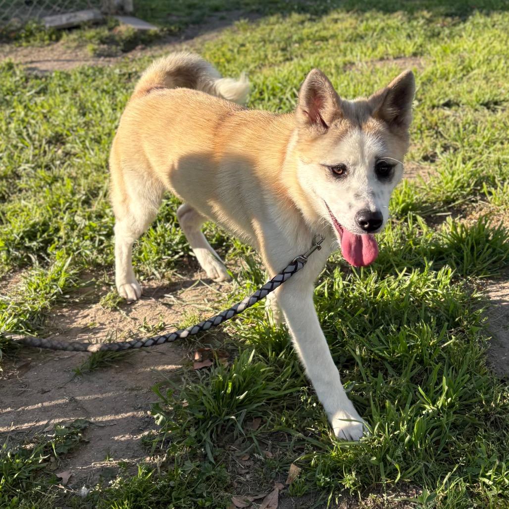 Enlarge Foxy, a Adoptable mixed breed in San Jacinto, CA image 6/6