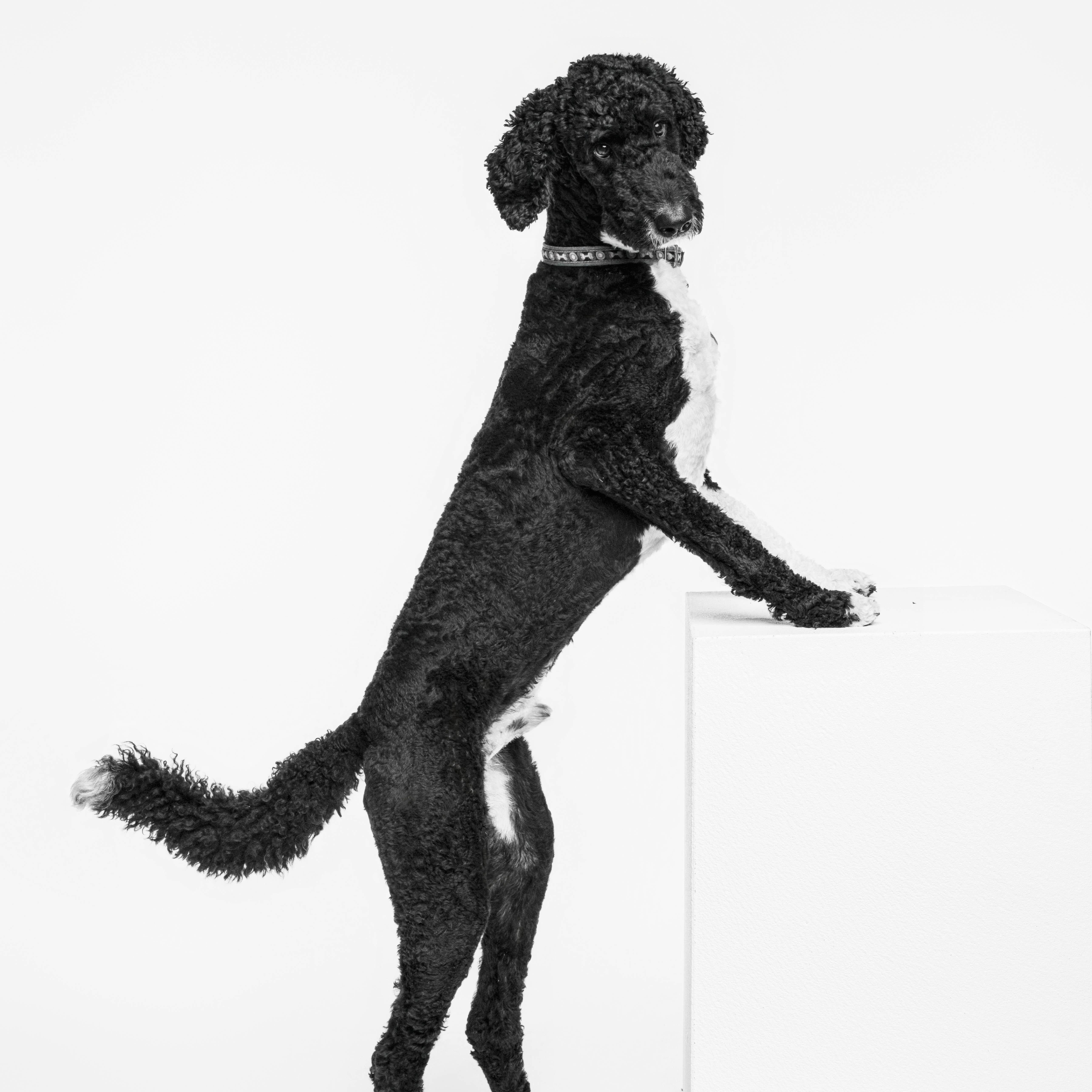 Enlarge Blazer, a Adopted Bernadoodle in Garland, TX image 5/6