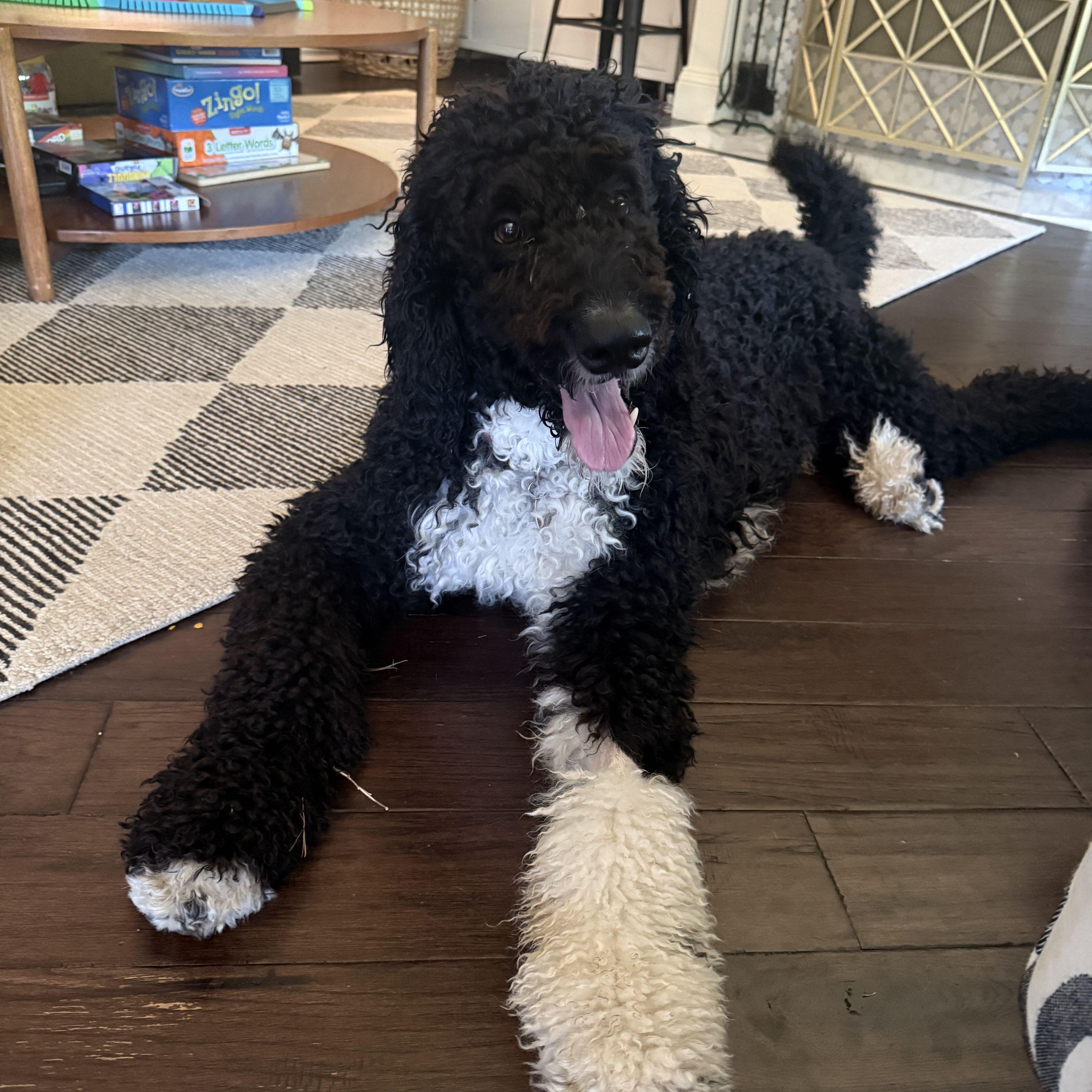 Enlarge Blazer, a Adopted Bernadoodle in Garland, TX image 6/6