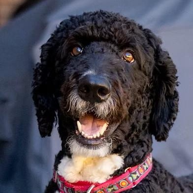 Enlarge Blazer, a Adopted Bernadoodle in Garland, TX image 1/6