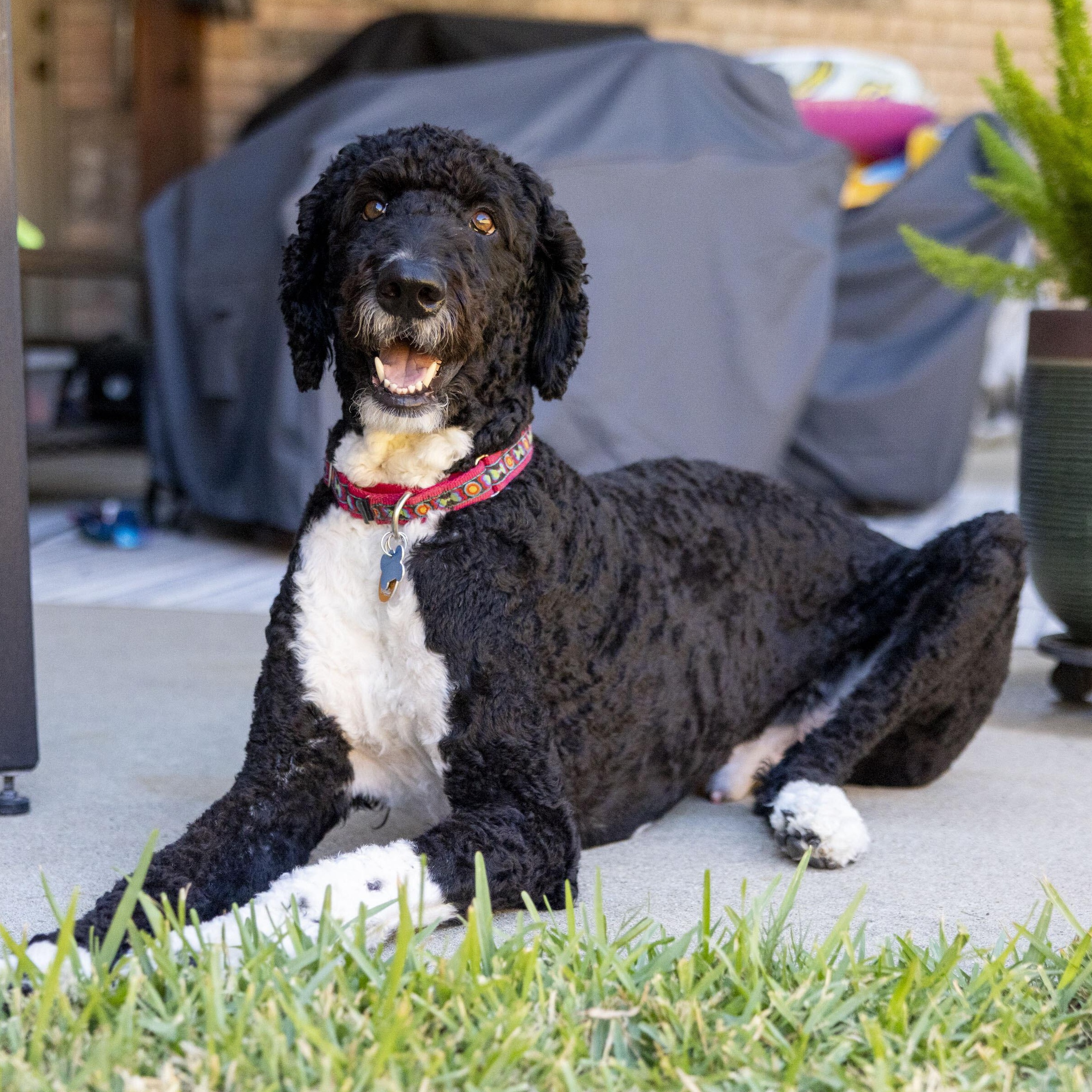 Enlarge Blazer, a Adopted Bernadoodle in Garland, TX image 3/6