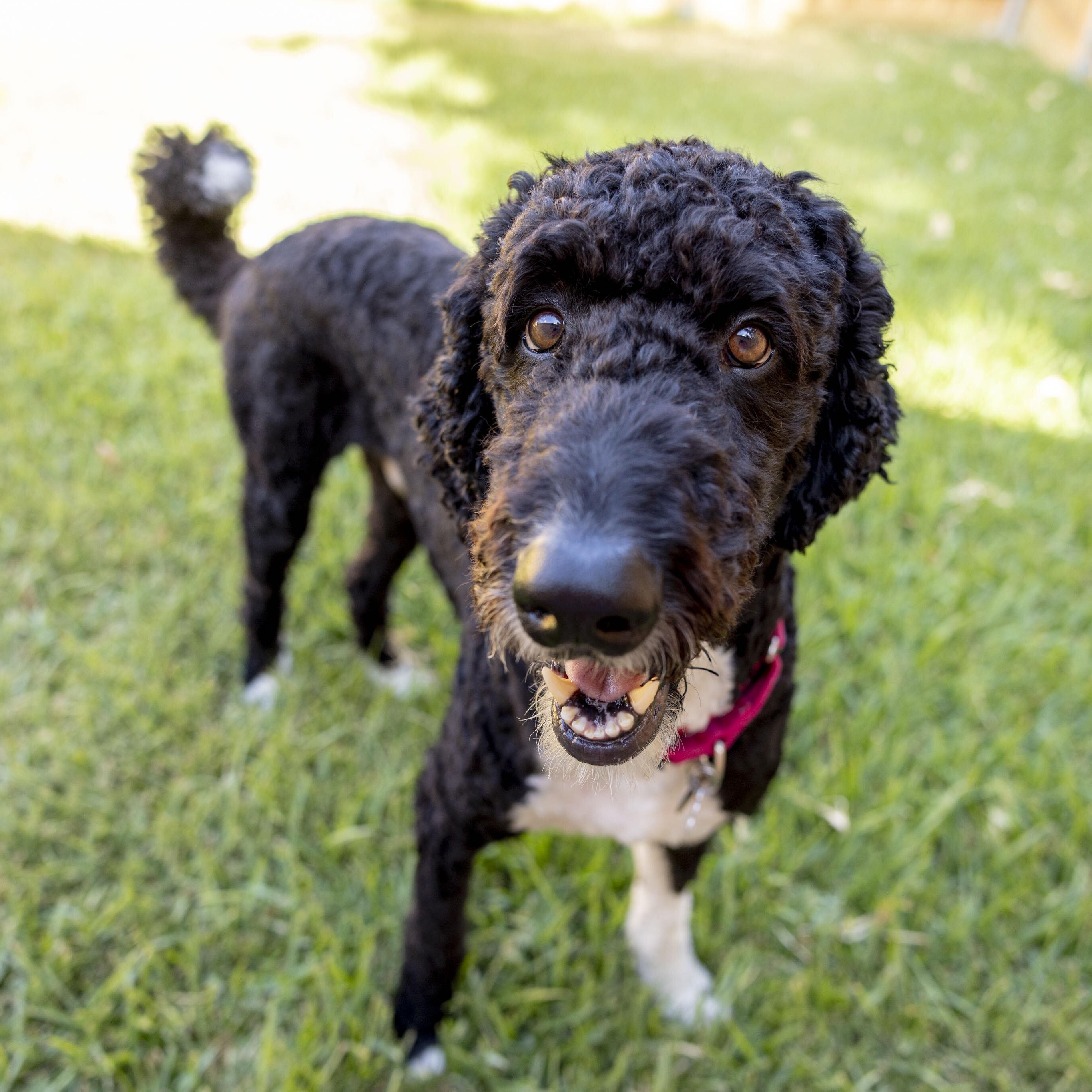 Enlarge Blazer, a Adopted Bernadoodle in Garland, TX image 2/6