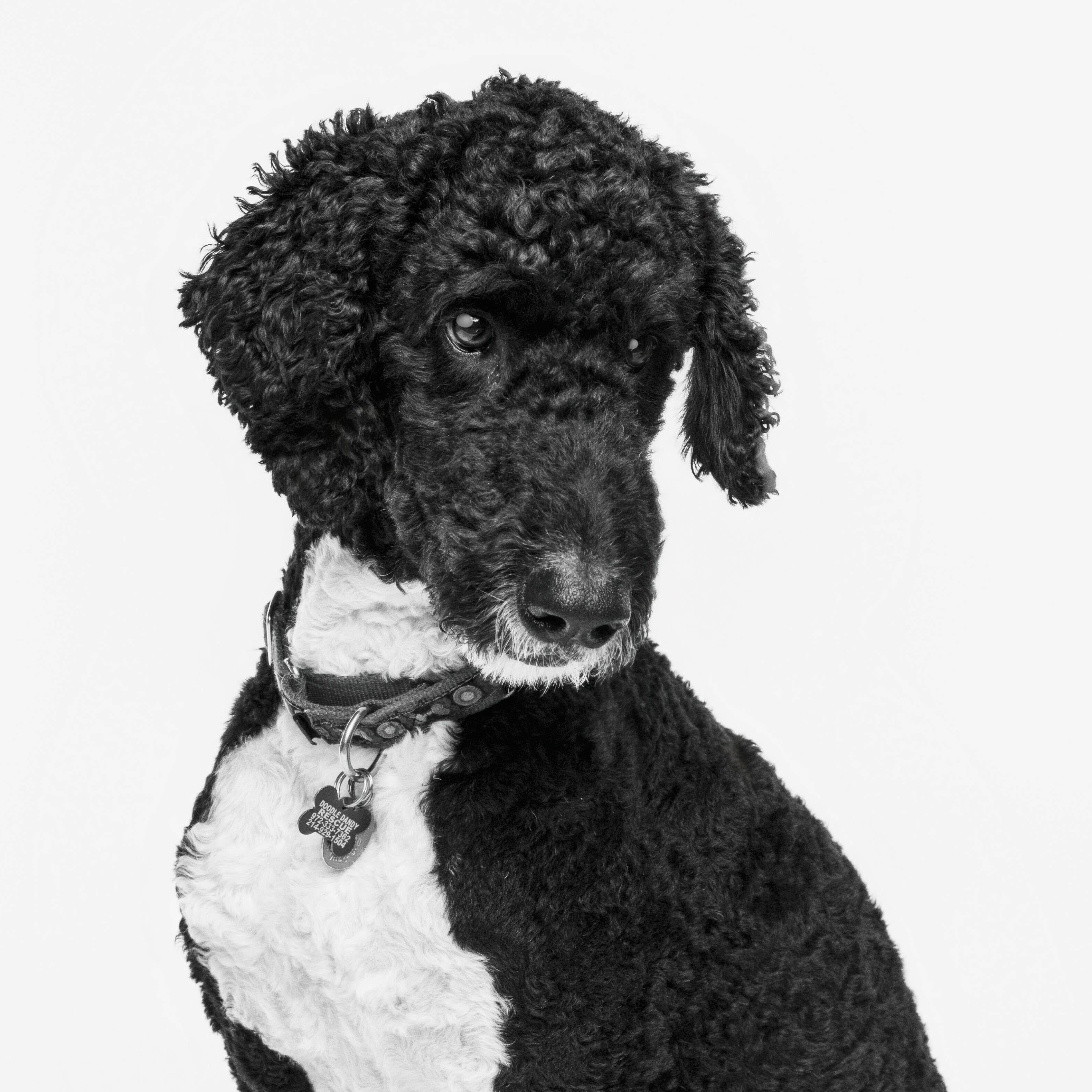 Enlarge Blazer, a Adopted Bernadoodle in Garland, TX image 4/6