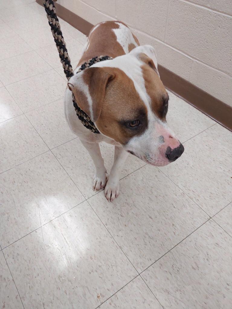 Bree, Adoptable, Adult Female Terrier.