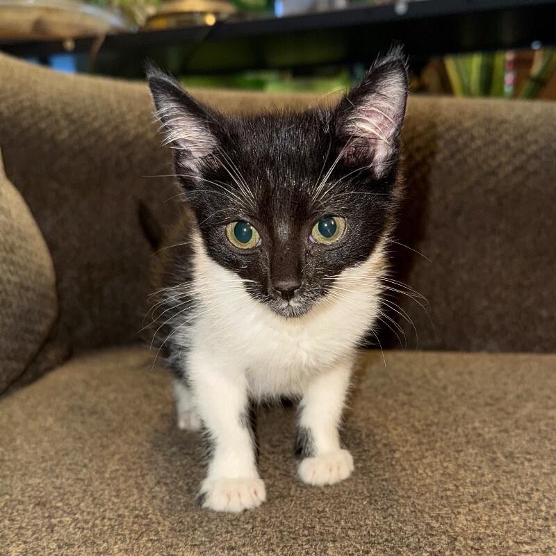 Enlarge SALLY SKELLINGTON, a Adoptable Domestic Short Hair in lawton, OK image 1/3
