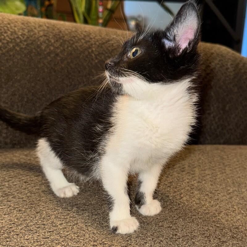 SALLY SKELLINGTON, Adoptable, Kitten Female Domestic Short Hair.